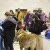 Выставка собак в спорткомплексе Салют